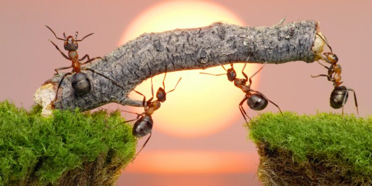 Nằm mơ thấy kiến là điềm hung hay cát, đánh con số mấy?
